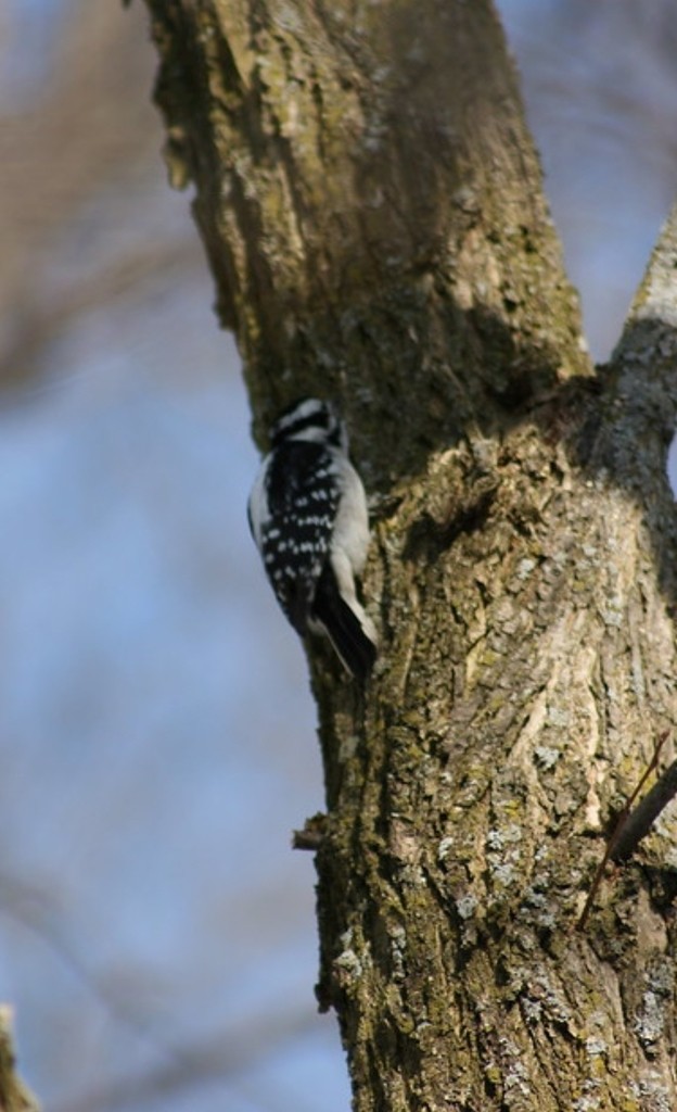 Downy Woodpecker - ML614152760