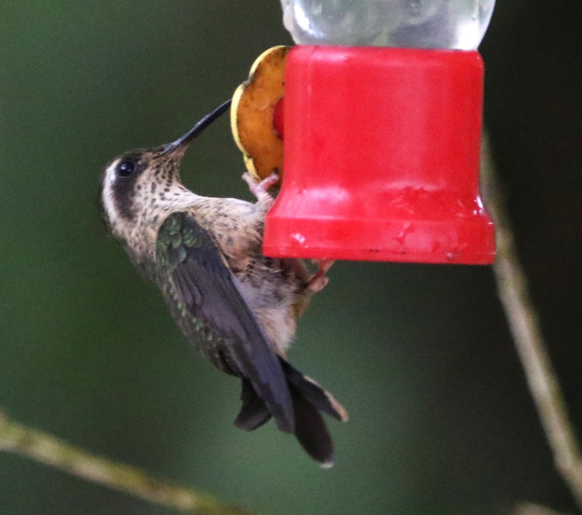 Speckled Hummingbird - ML614152764