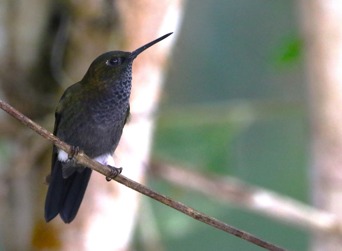 Hoary Puffleg - Daniel Lebbin