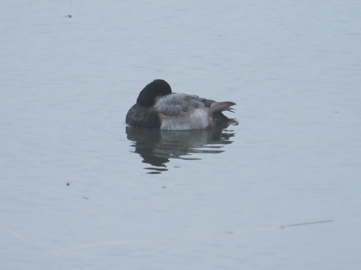 Greater Scaup - ML614152897