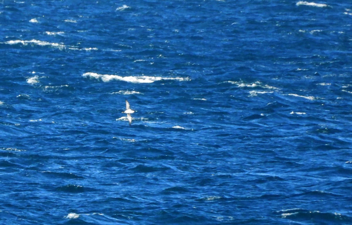 Yelkouan Shearwater - ML614152900