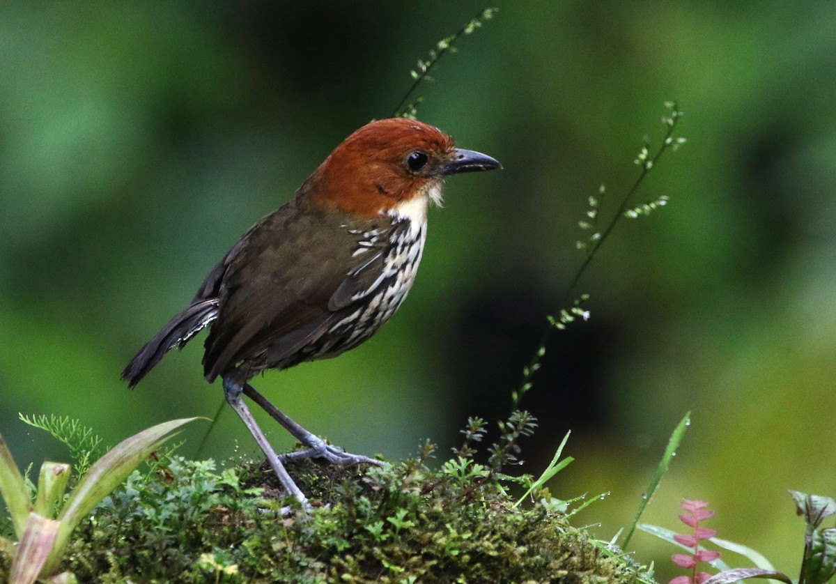 クリガシラジアリドリ - ML614152902