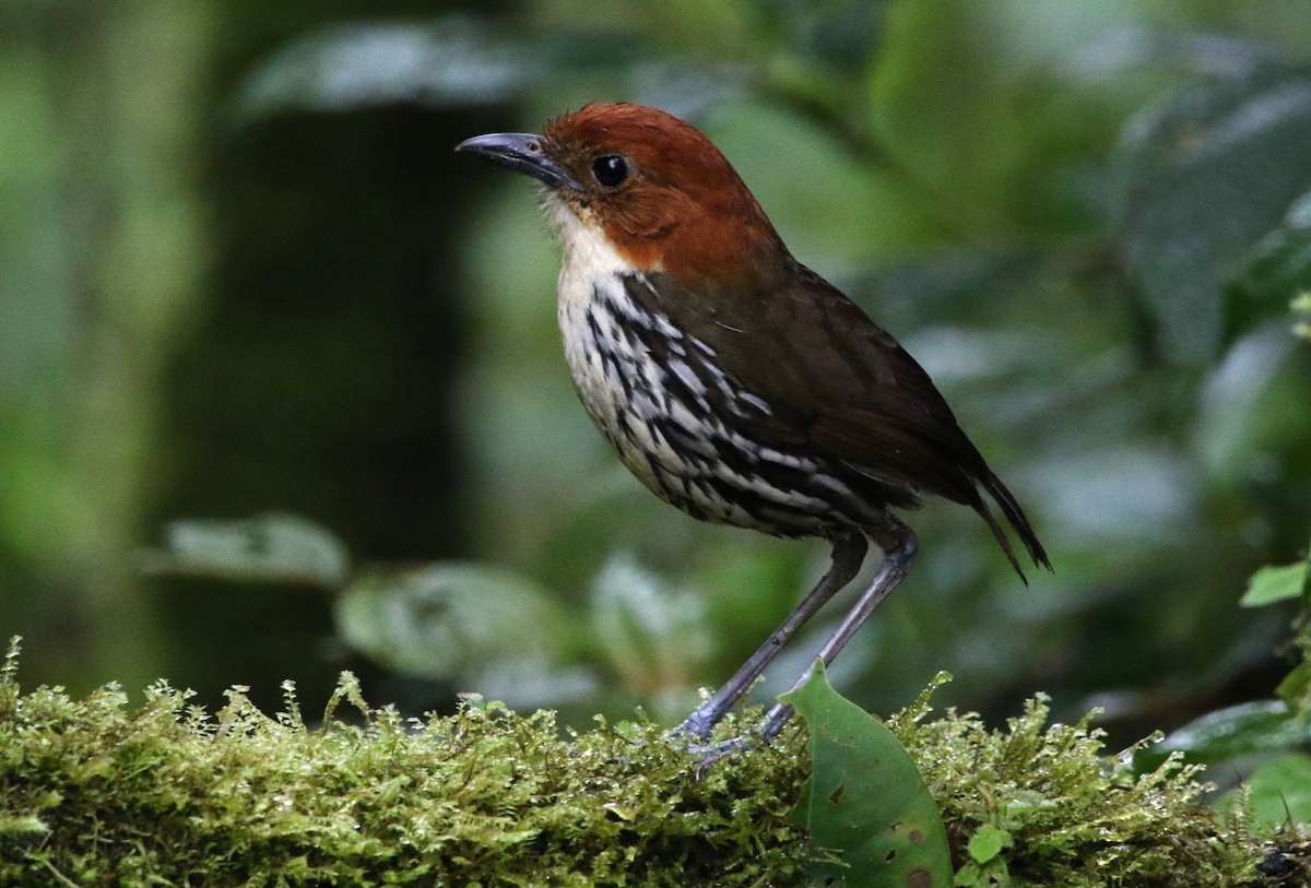 クリガシラジアリドリ - ML614152904