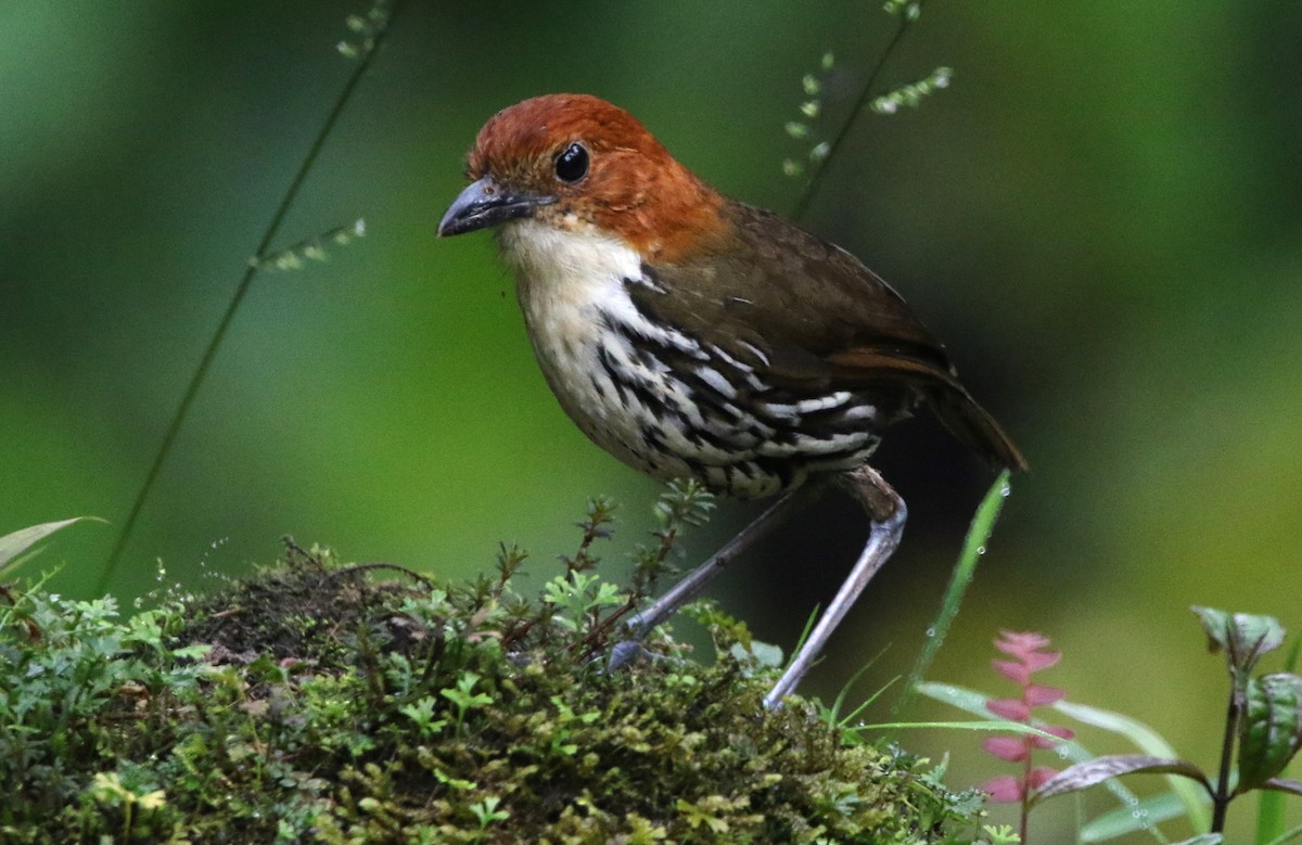 クリガシラジアリドリ - ML614152909