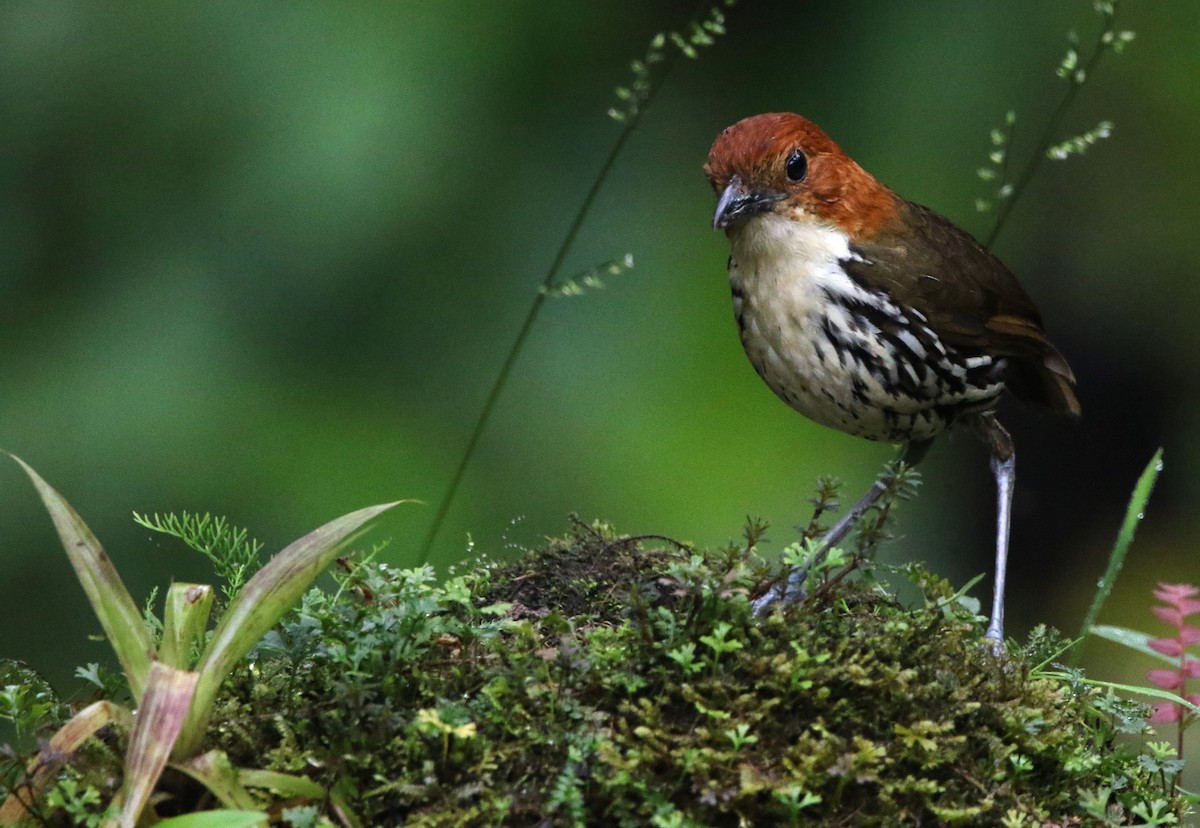 クリガシラジアリドリ - ML614152910