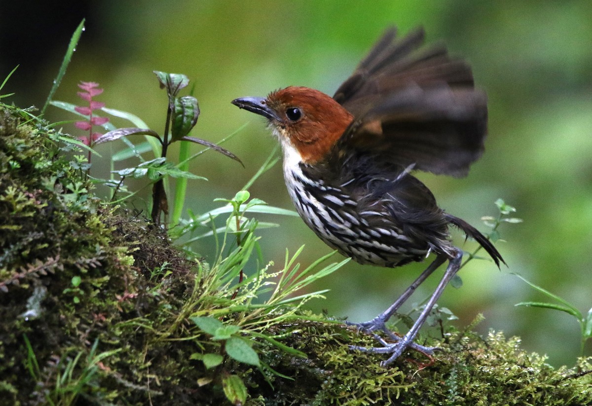 クリガシラジアリドリ - ML614152913