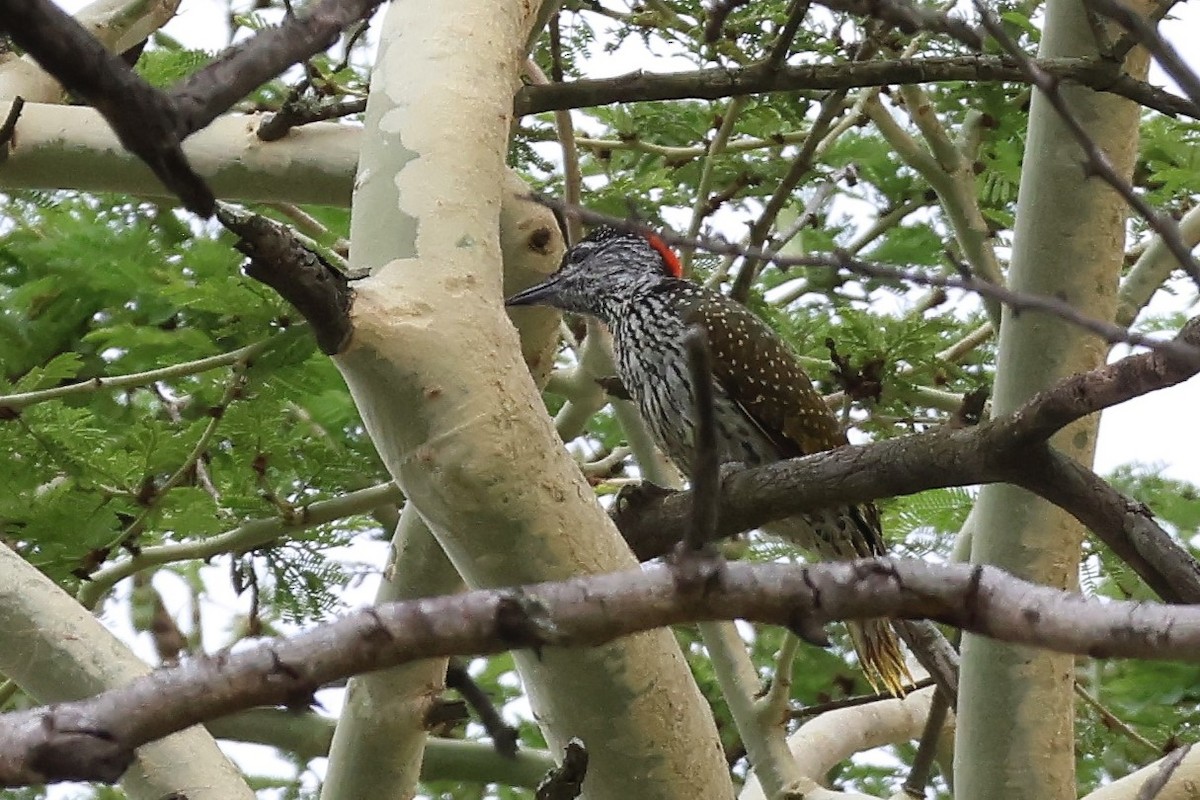 Golden-tailed Woodpecker (Golden-tailed) - ML614153031