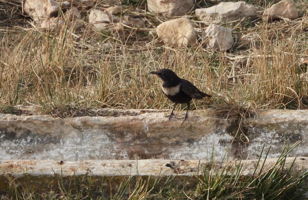 Ring Ouzel - ML614153065