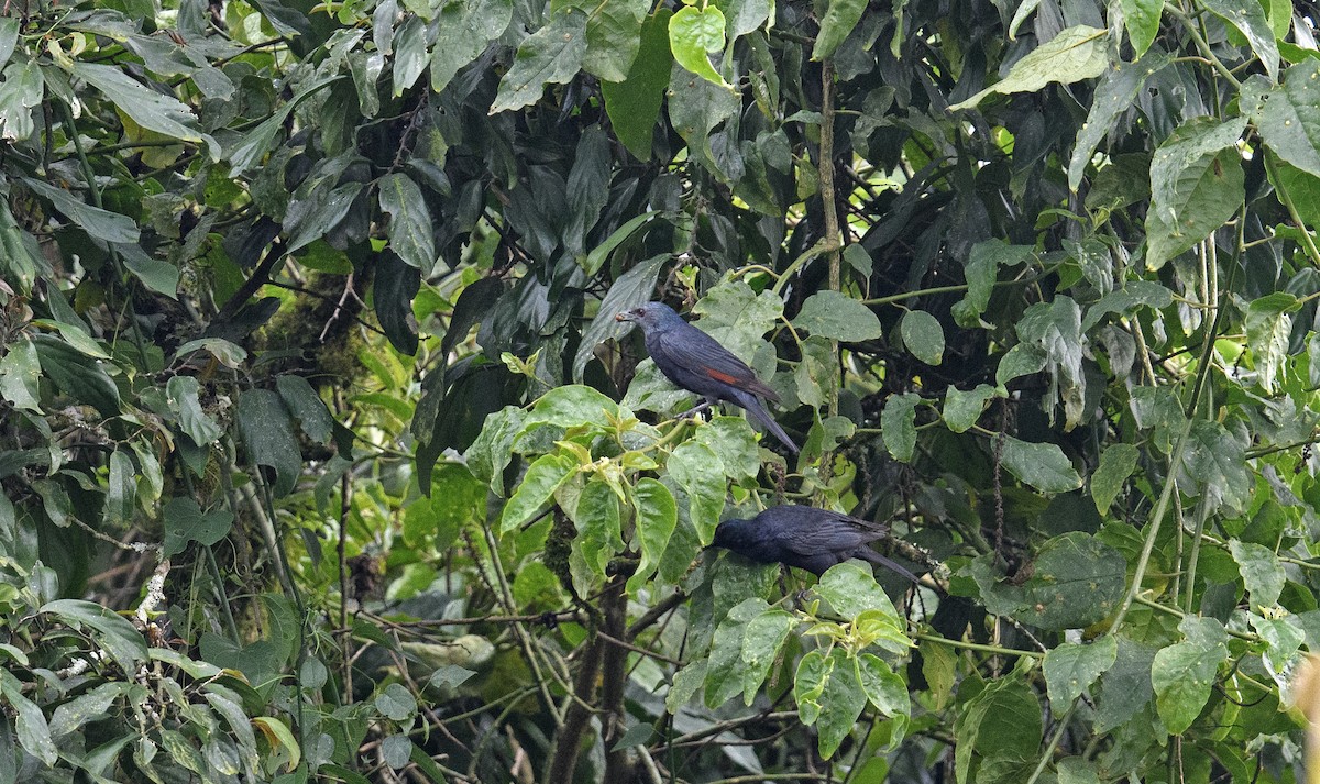 Waller's Starling - Lee Ridley