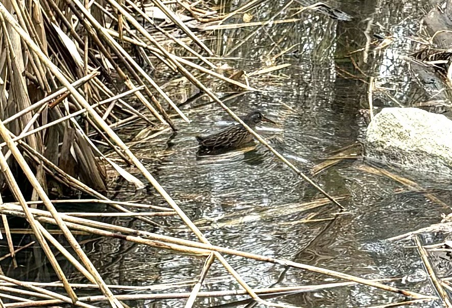 Virginia Rail - ML614153214