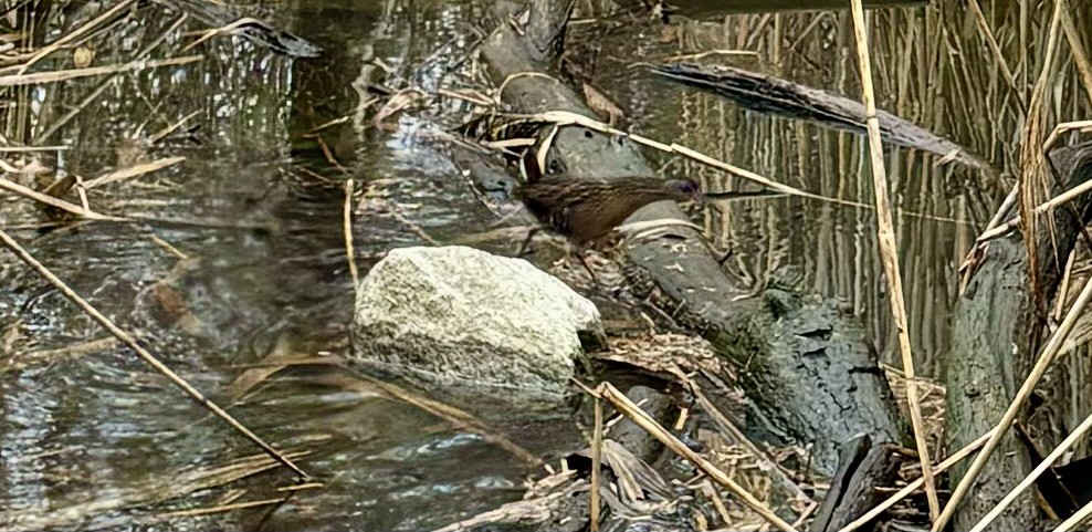 Virginia Rail - ML614153215