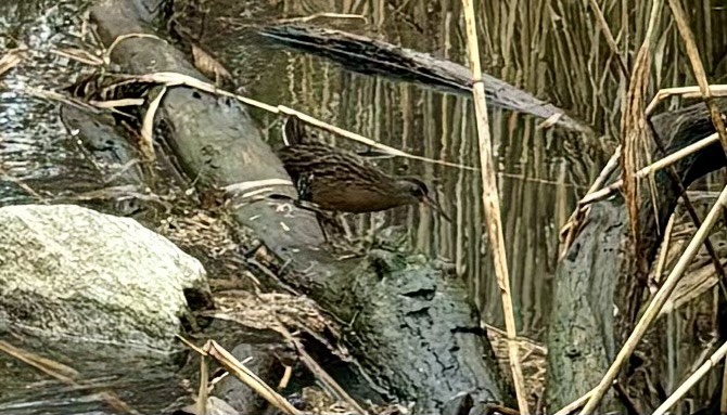 Virginia Rail - ML614153216