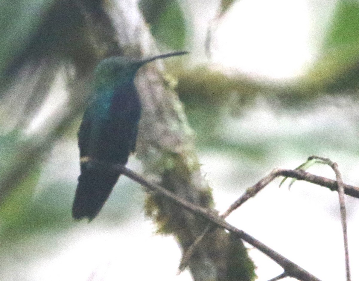 Black-throated Mango (Ecuadorian) - ML614153244