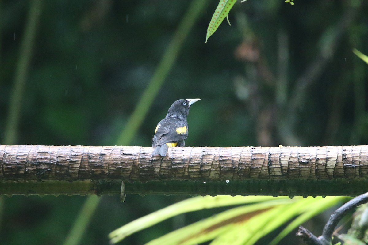 Yellow-rumped Cacique - ML614153254