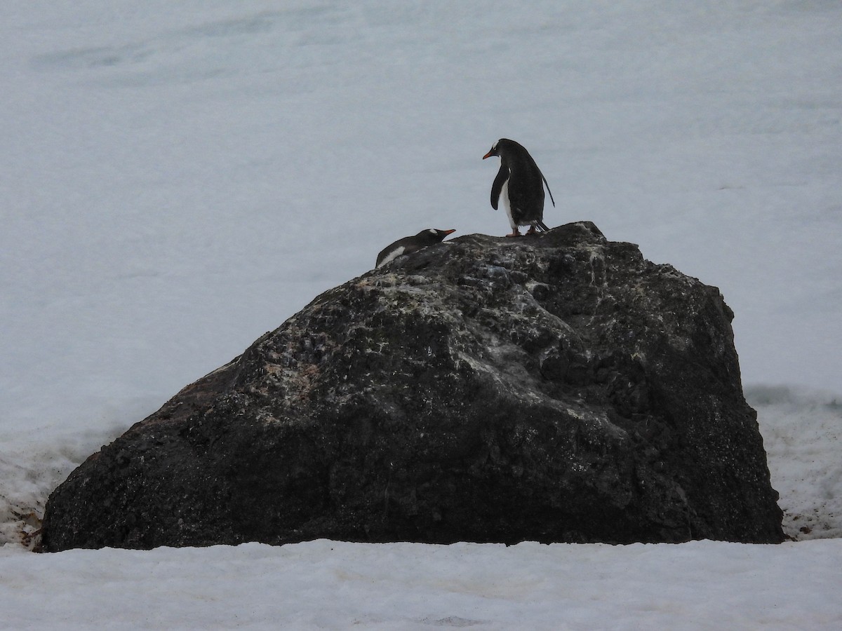 tučňák oslí - ML614153255