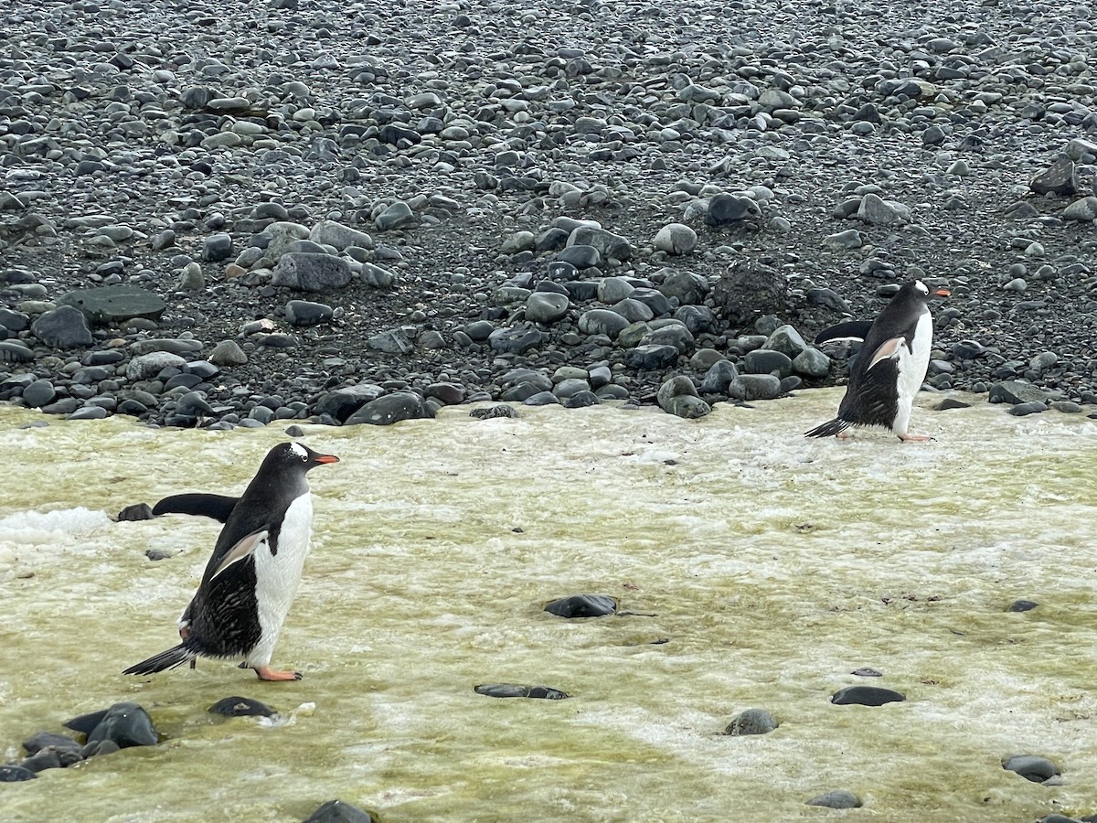tučňák oslí - ML614153308