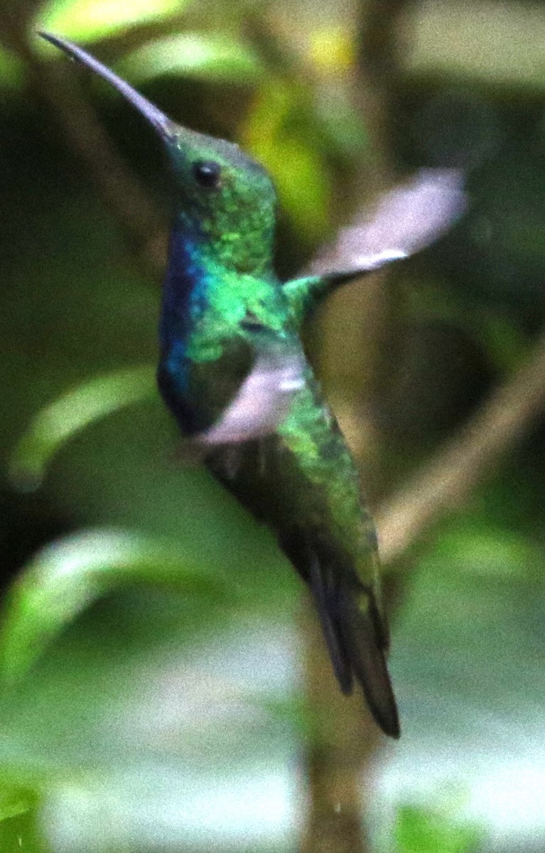 Black-throated Mango (Ecuadorian) - ML614153331