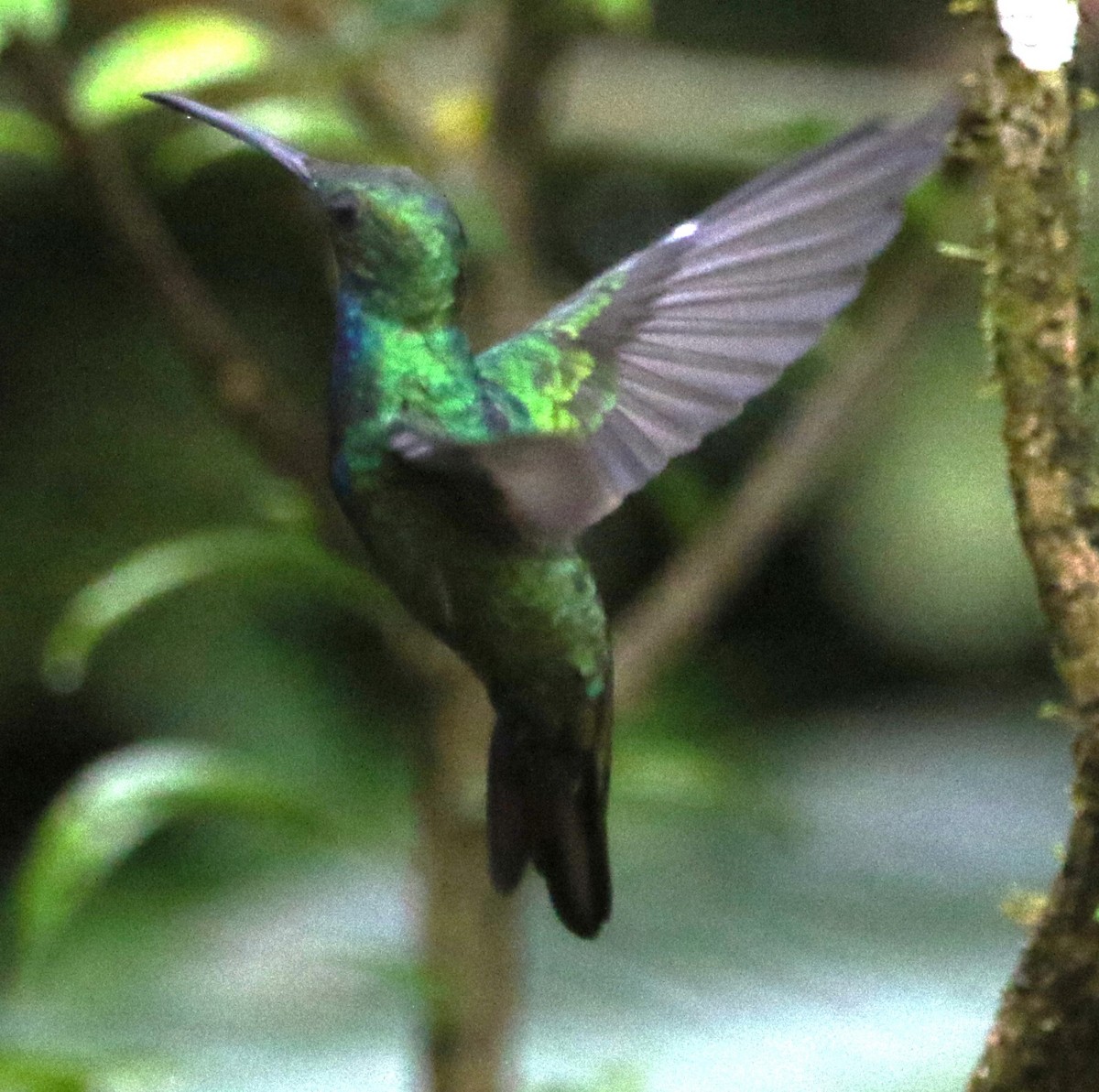 Black-throated Mango (Ecuadorian) - ML614153332