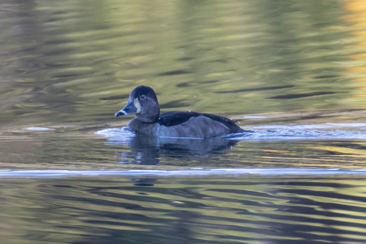 Ring-necked Duck - ML614153352