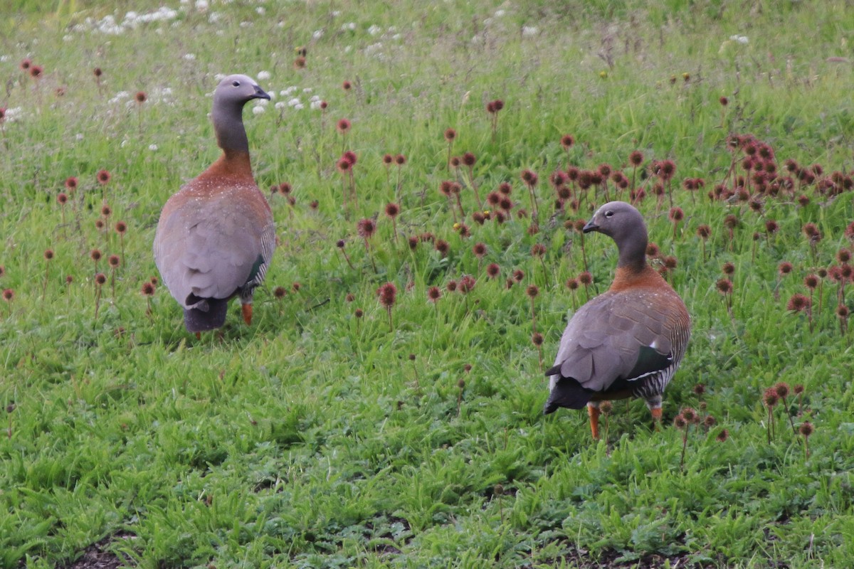 Ashy-headed Goose - ML614153356