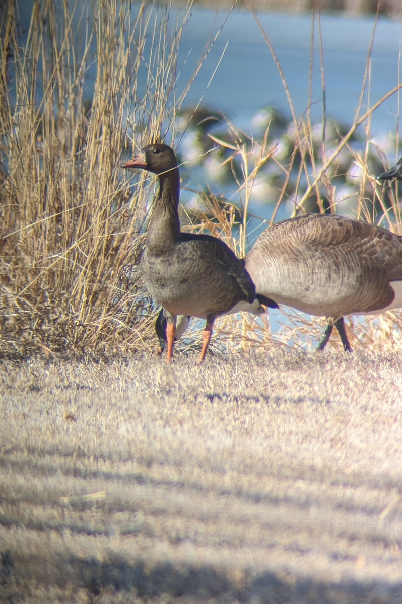 Greater White-fronted Goose - ML614153372