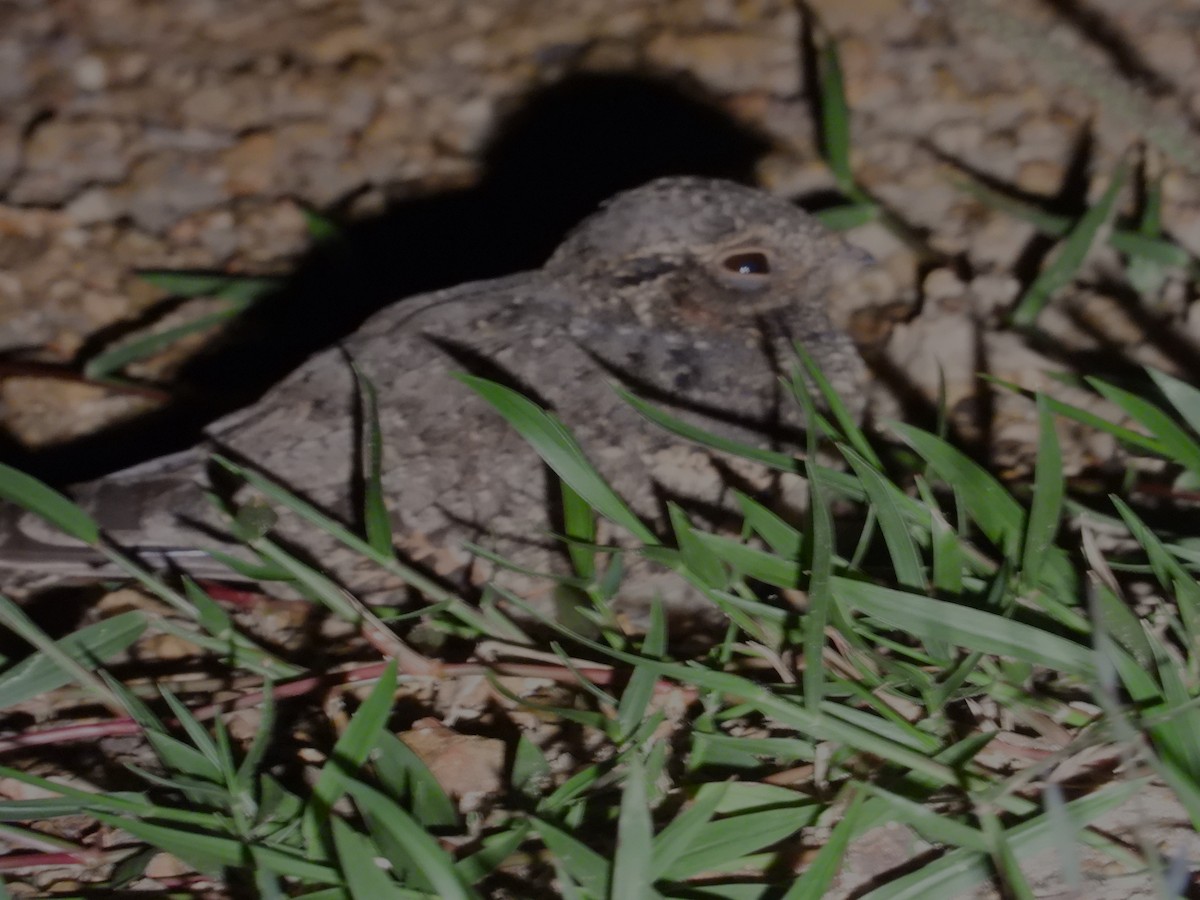 Rufous-cheeked Nightjar - ML614153392