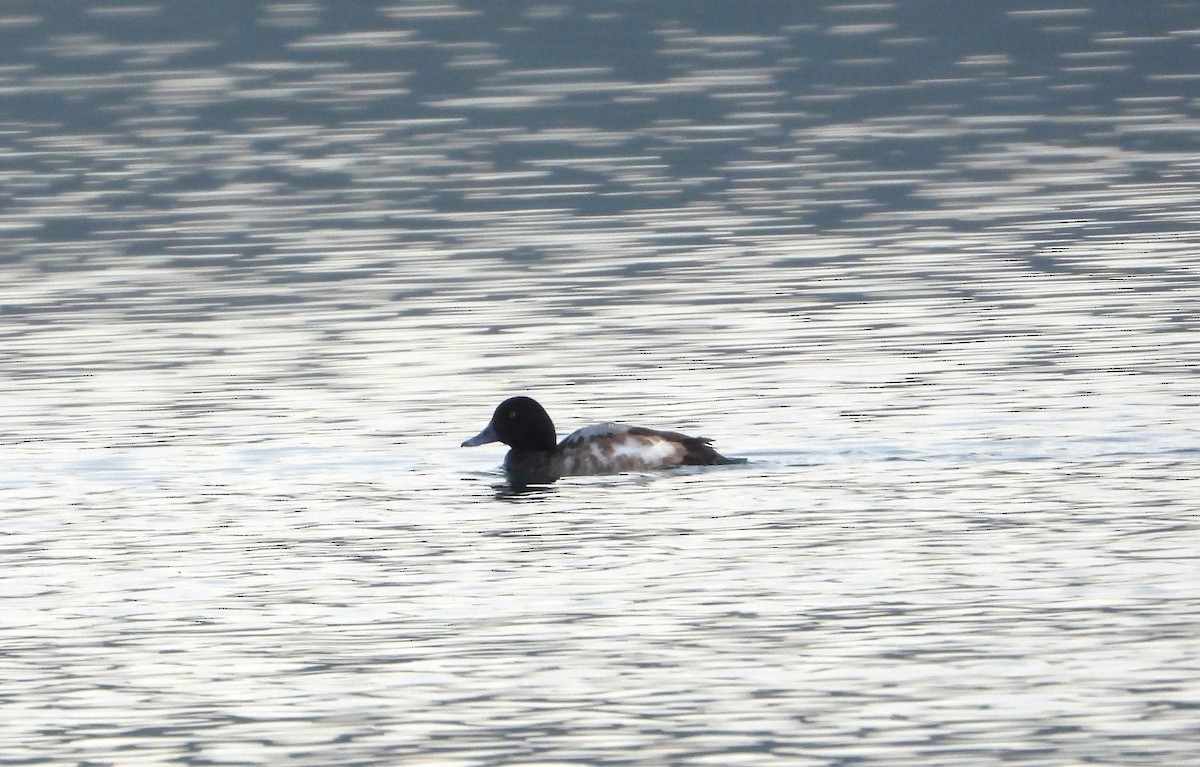 Greater Scaup - ML614153416