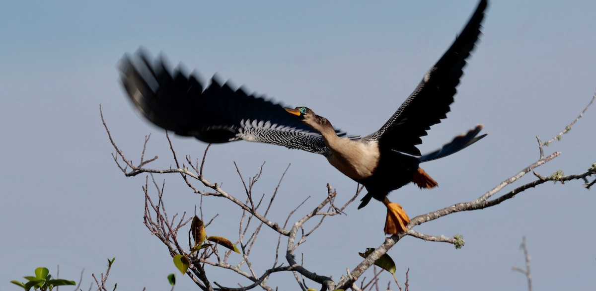 Anhinga d'Amérique - ML614153417