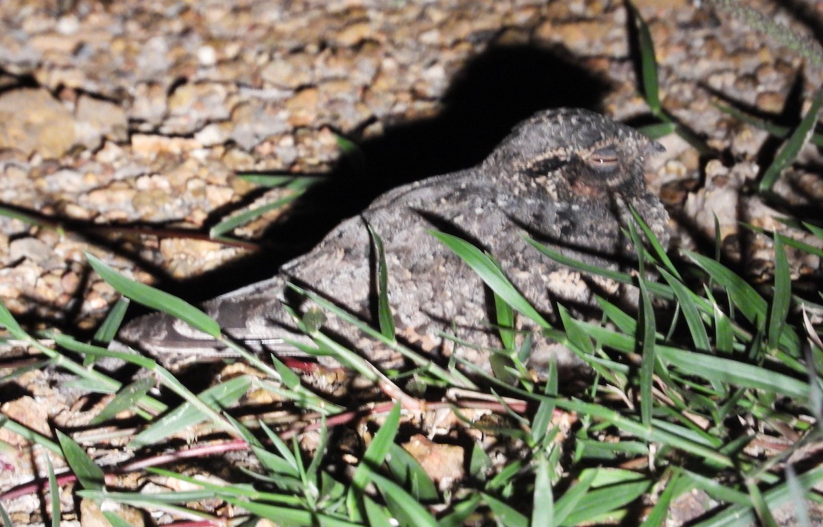 Rufous-cheeked Nightjar - Morten Winther Dahl