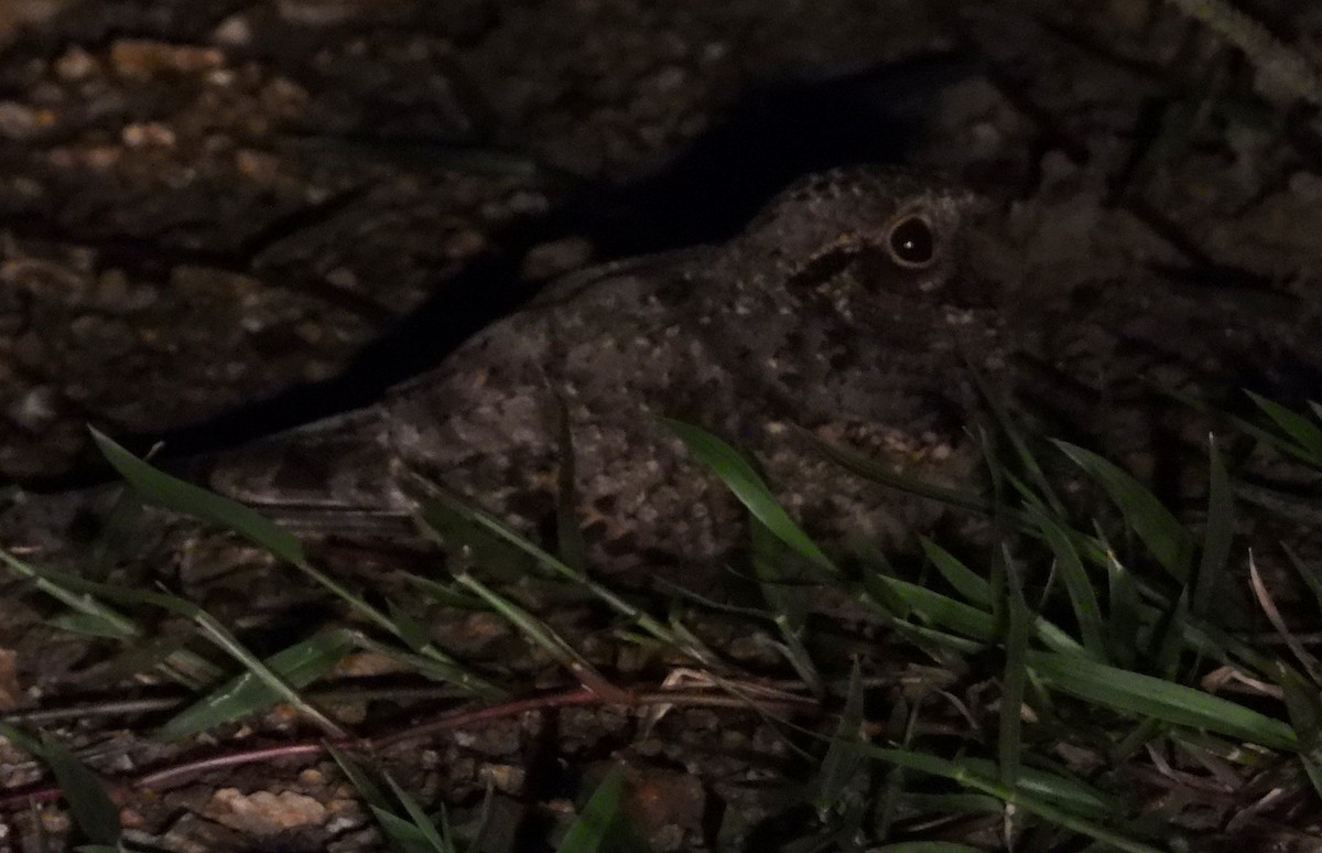 Rufous-cheeked Nightjar - ML614153545