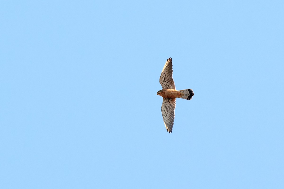 Eurasian Kestrel - ML614153575