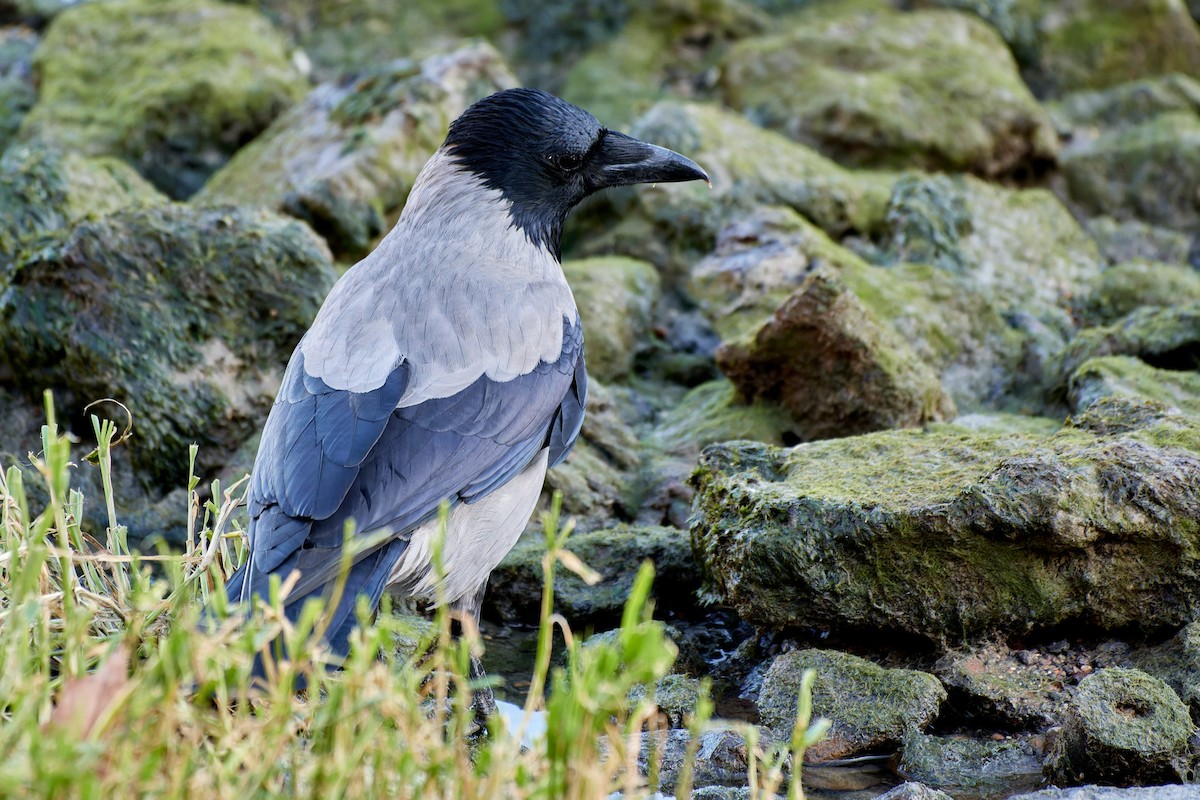 Hooded Crow - ML614153597