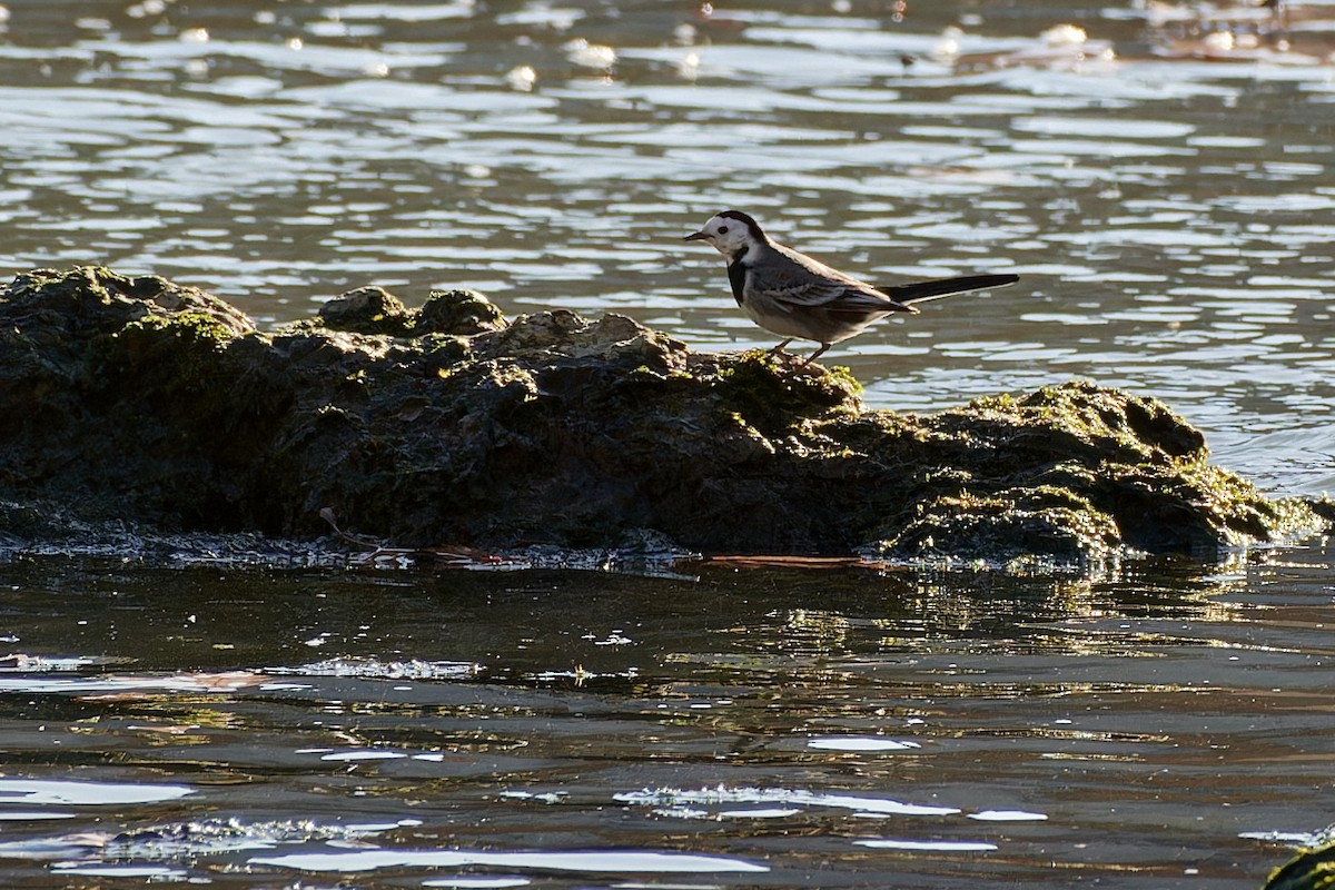 White Wagtail - ML614153605