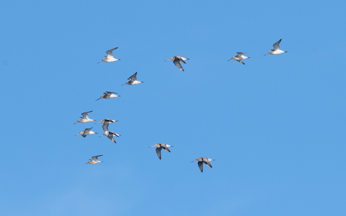 Bar-tailed Godwit - ML614153607