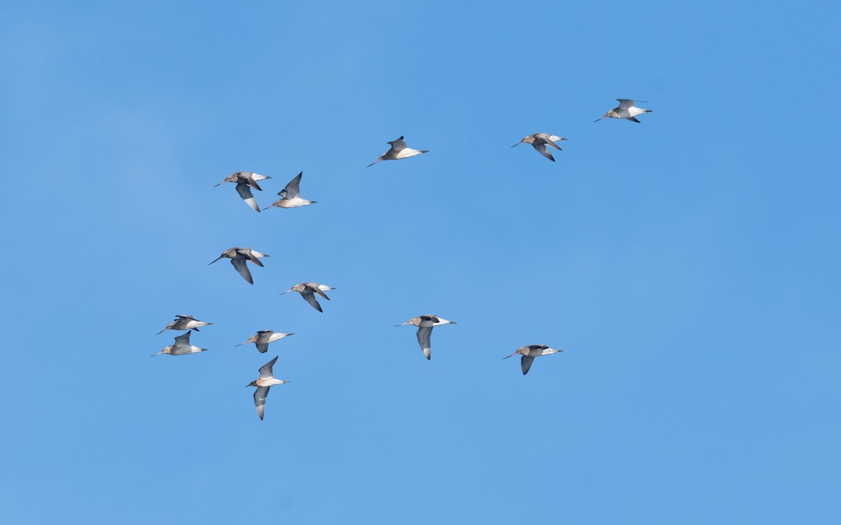 Bar-tailed Godwit - ML614153609