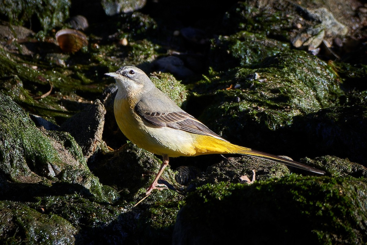 Gray Wagtail - ML614153616