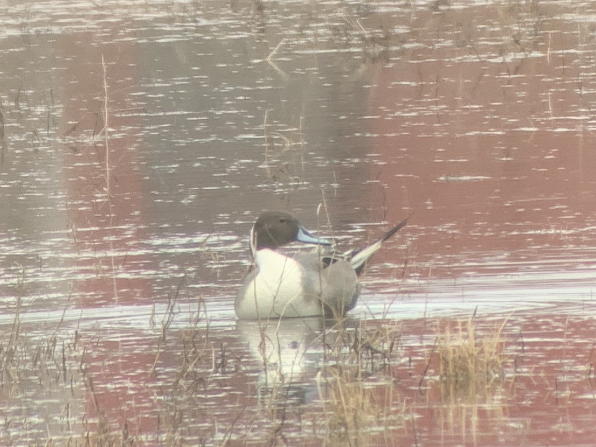 Northern Pintail - ML614153628