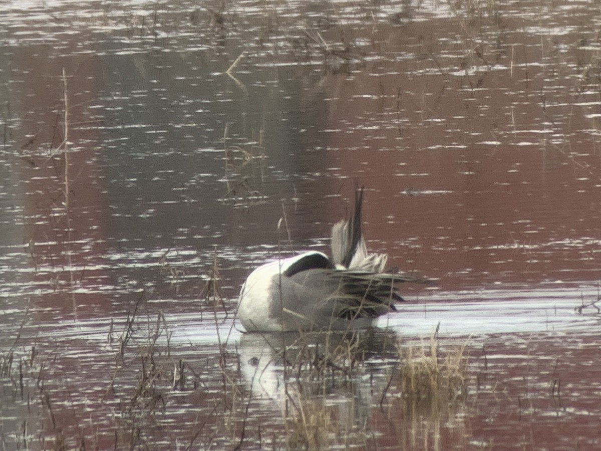 Northern Pintail - ML614153629