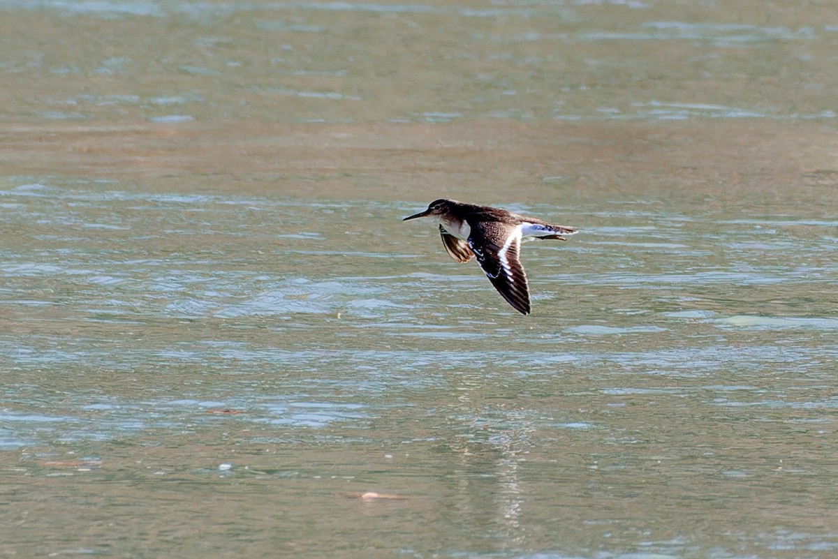 Common Sandpiper - ML614153631