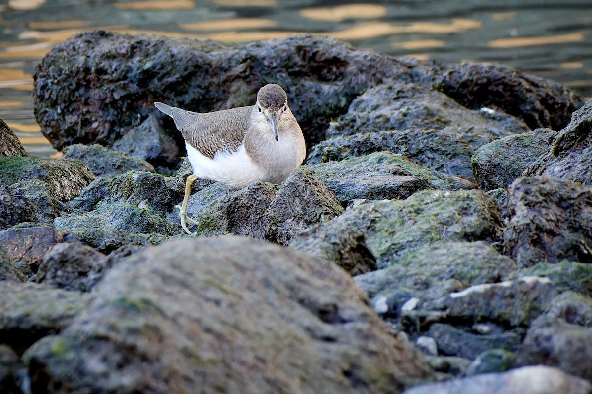 Common Sandpiper - ML614153637