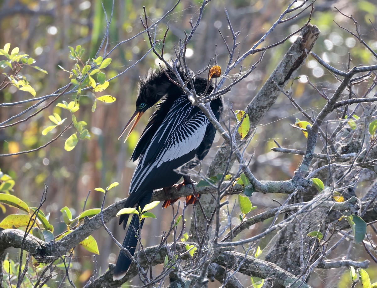 Anhinga - Harold Brewer