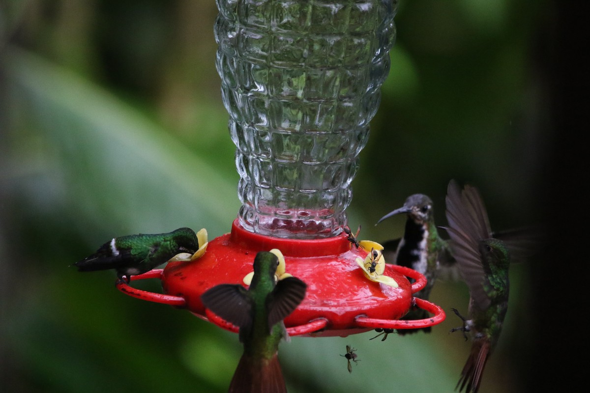 Black-throated Mango (Ecuadorian) - ML614153719