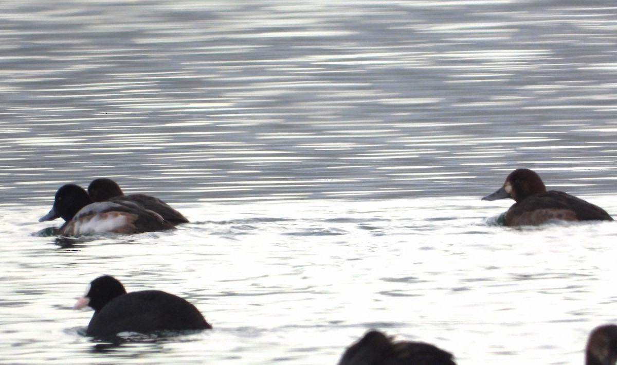 Greater Scaup - ML614153724