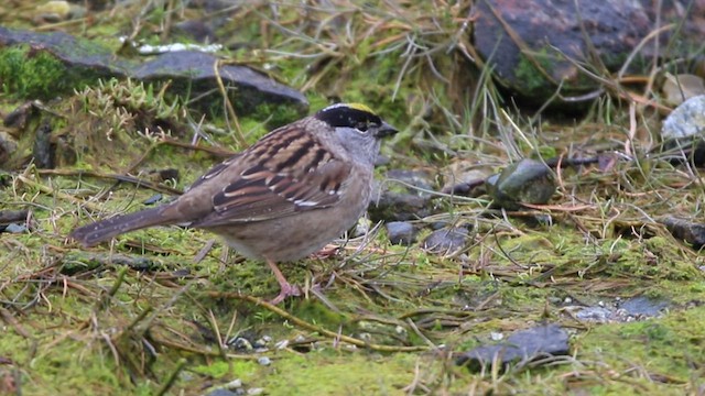 Bruant à couronne dorée - ML614153737