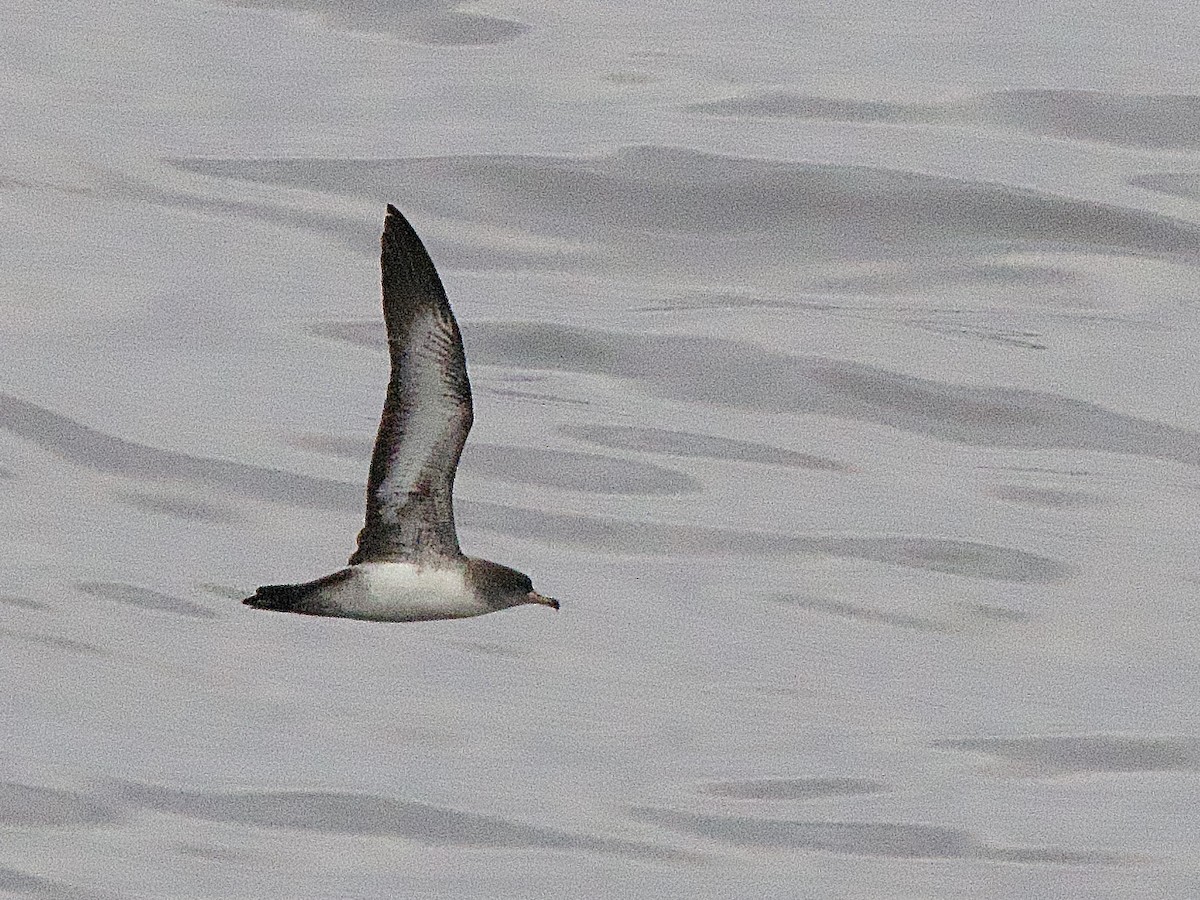 Pink-footed Shearwater - ML614153776