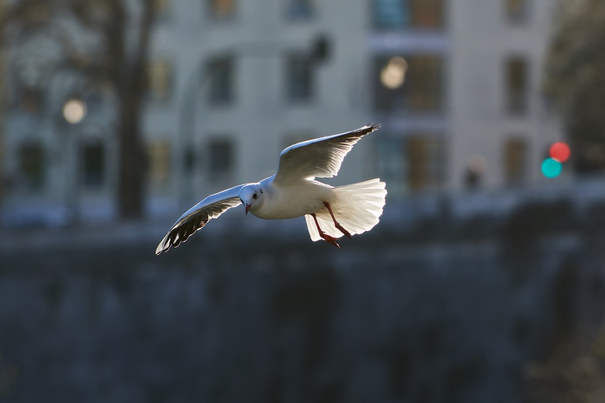 Black-headed Gull - ML614153809