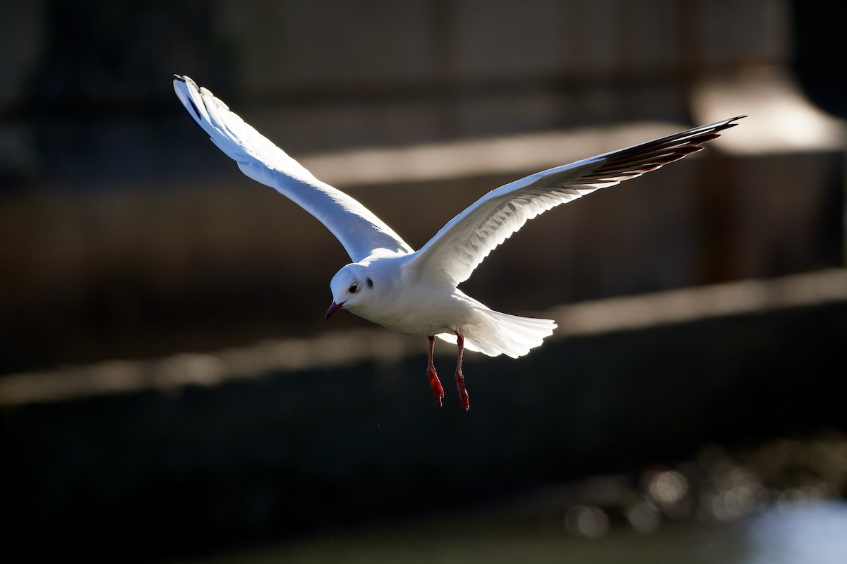 Black-headed Gull - ML614153819