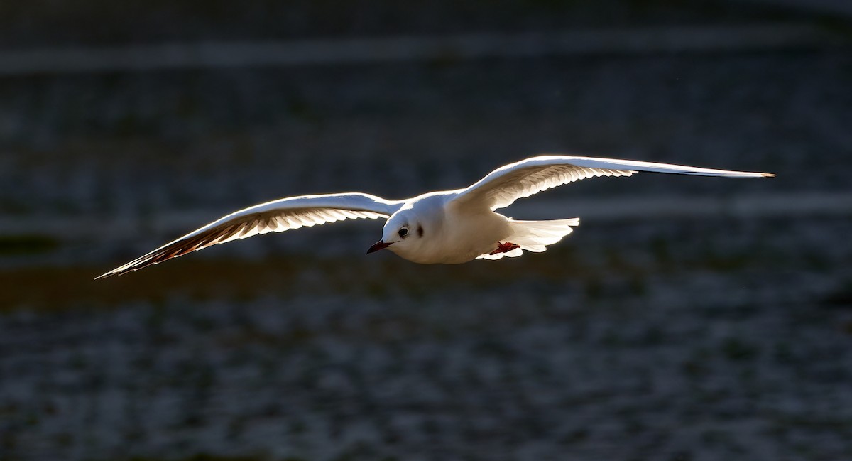 Black-headed Gull - ML614153822