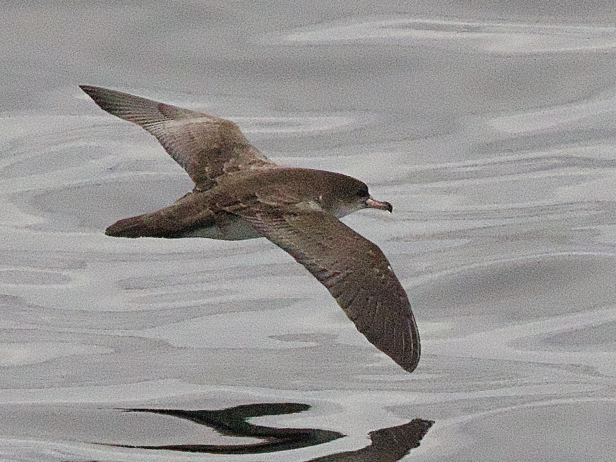 Pink-footed Shearwater - ML614153860