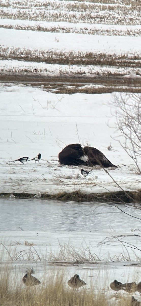 Golden Eagle - ML614153874